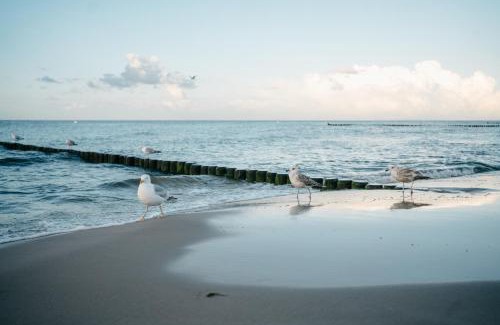 Loddin Apartamento | Kamphof Usedom Ferienanlage