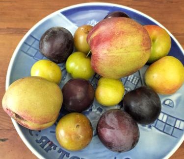 Te Pahu Cama Y Desayuno | Karamu Homestead