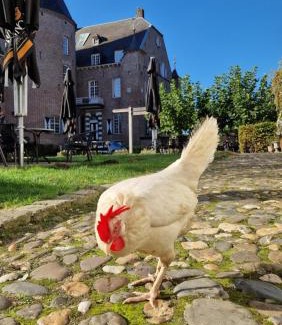 Haelen Cama Y Desayuno | Kasteel Aldenghoor