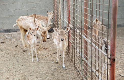 Ras Al Khaimah Casa | Khatt Mountain Farm