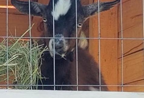 Palestine Otro | King Creole #3 - Glampsite at Farm and Bok Vegas Petting Zoo