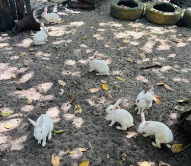 Bagamoyo Casa | Kiromo Zoo