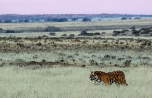 Kopanong Cabina | Kishindo Tiger Canyon Private Game Reserve
