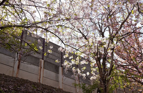 Nishinari Casa | Kishisato Kasuga