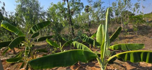 Karaikudi Casa | KK Dream Garden