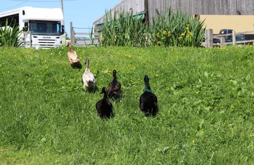 Corscombe Otro | Knapp Farm Glamping Lodge 2