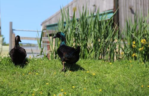 Corscombe Otro | Knapp Farm Glamping Lodge 1