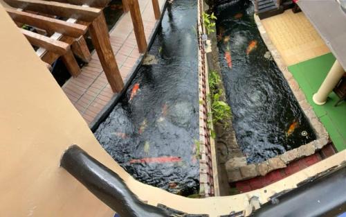 Santa Rosa Casa | Koi Empire Bed and Breakfast