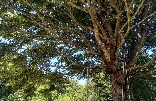 Mrkopalj Chalet De Esquí | Koliba Šume Pjevaju - robinzonski smjestaj, struja 12 V, voda iz cisterne
