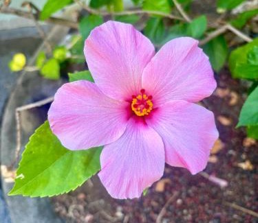 Historic Kailua Village Apartamento | Kona Islander Inn Condos
