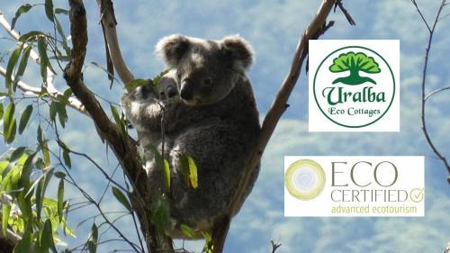 Upper Horseshoe Creek Cabina | Kookaburra Cottage at Uralba Eco Cottages