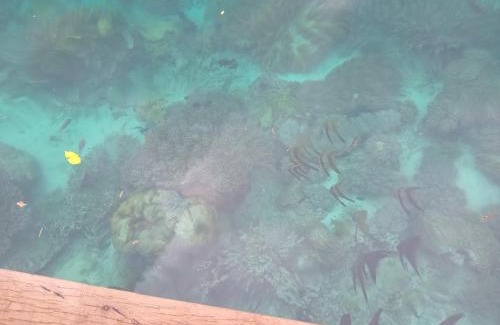 Raja Ampat Complejo | Korain Home Stay