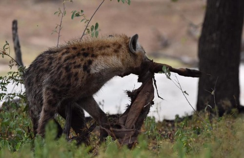 Mashatu Game Reserve Otro | Koro Island Camp