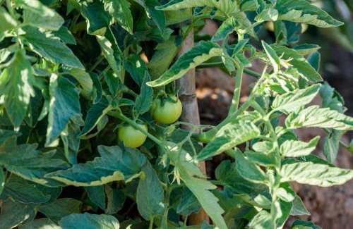 Vlatos Casa | Ktima Abella ✩ Organic Garden ✩ Absolute Privacy