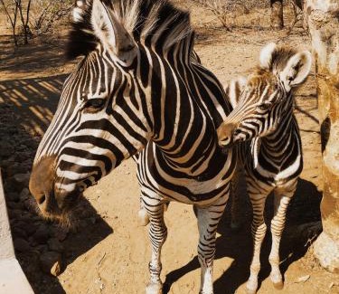 Marloth Park Casa | Kube at Kruger