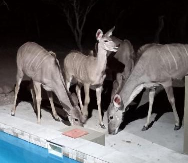 Marloth Park Apartamento | Kudus Crest Bush Retreat