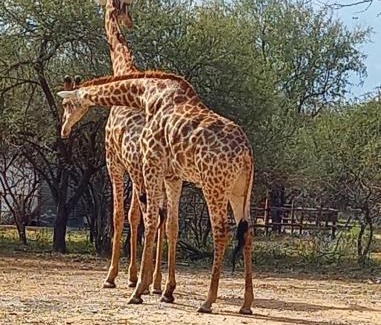 Marloth Park Apartamento | Kudus Crest Bush Retreat