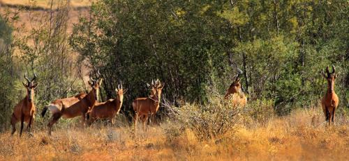 Emakhazeni Casa | Kwaggaskop Game Farm - near Dullstroom