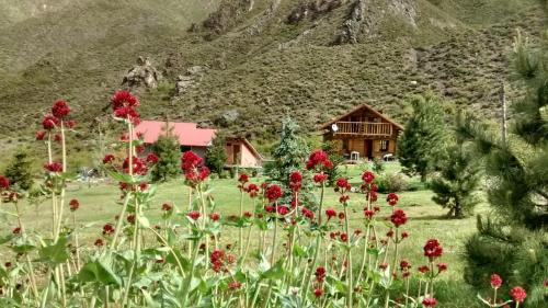 Cuyo Cabina | La Araucaria