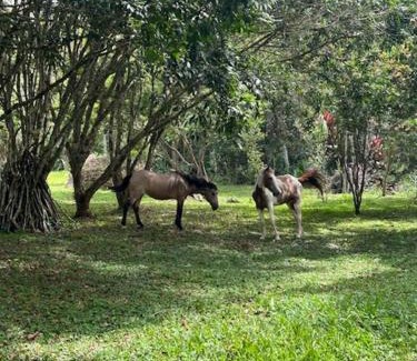 Tayutic Casa | La cabana de Tata books, nature, and contemplation