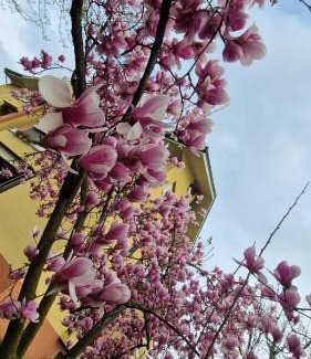 Rozzano Casa | La Casa Blu- Forum di Assago, Humanitas, Milanofiori, IEO