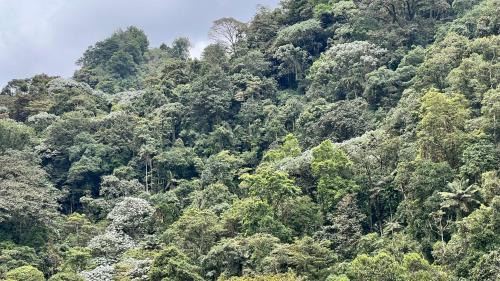 Circasia Casa | La casa de Tikal
