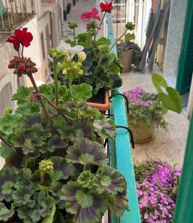 Mola di Bari Casa | La Casa di Nonna Sisina