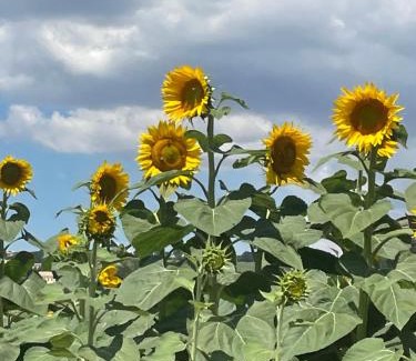 Bettolelle Apartamento | La casetta di marzapane casa-natura