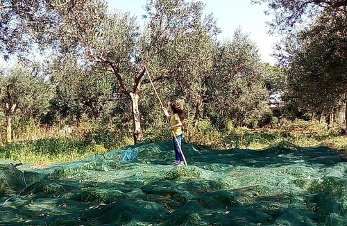 Sciacca Casa | La casetta tra gli ulivi