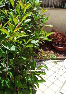 Prenestino-Centocelle Apartamento | LA FARFALLA