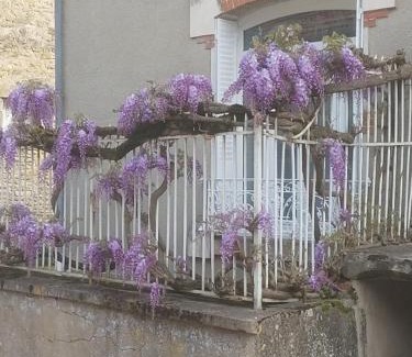 Ternay Casa | La glycine