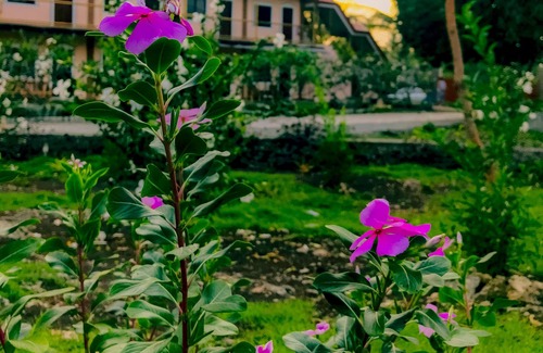 Moalboal Hotel | La Plumerias