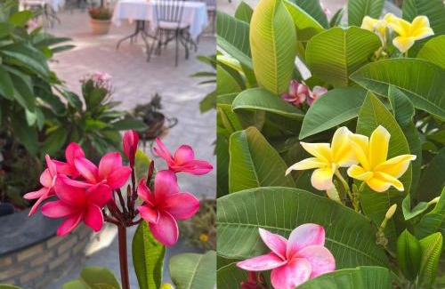 Trappitello Cama Y Desayuno | La Pomelia B&b Sofia