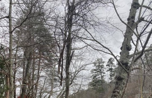 Lynn Cabina | Lakeshore Cottage Lake Lanier | Privacy, Free Wifi, & Free Parking!