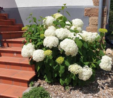 Romrod Casa | Landpension zur Hainbuche