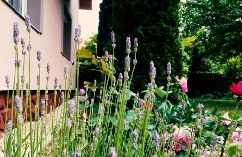 Siofok-Sosto Apartamento | Lavender Apartment
