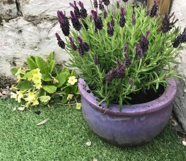 Presteigne Casa | Lavender Cottage