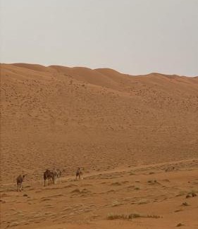 Bidiya Otro | layali camp