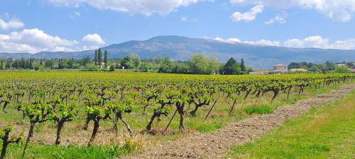 Saint-Pierre-de-Vassols Cama Y Desayuno | Le Bonheur à Ventoux