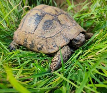 Bayeux Casa | Le gîte de la tortue