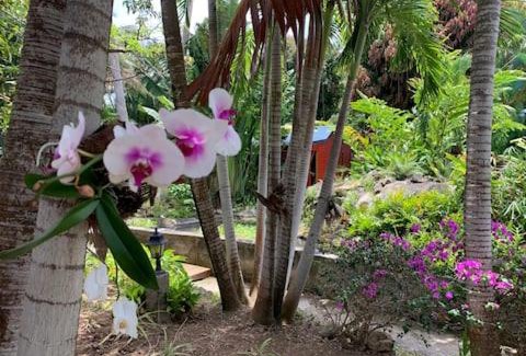 Deshaies Casa | Le MORNE Aux F0US Cabanes & Jardin Tropical