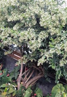 Le Tampon Casa | Le muguet sauvage