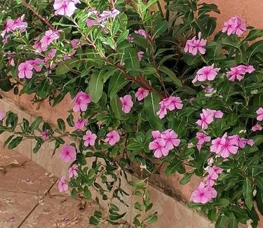 Sassari Apartamento | Lemon House