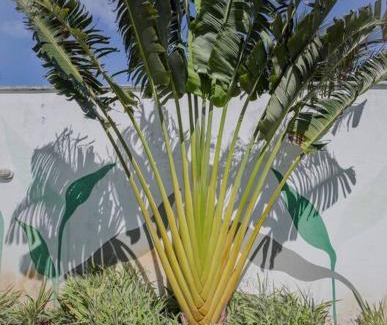 Taiba Casa | Lemos Surf House Piscina, Lazer e 100m da Praia
