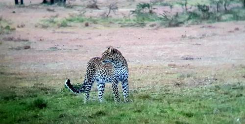 Maasai Mara Otro | Lepuan safari