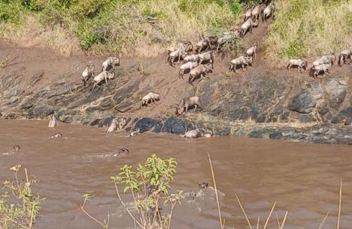 Maasai Mara Otro | Lepuan safari
