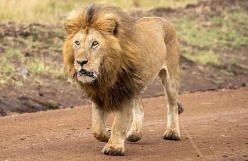 Maasai Mara Otro | Lepuan safari