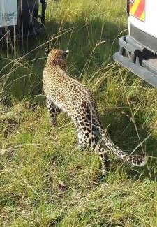 Maasai Mara Otro | Lepuan safari
