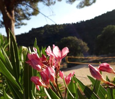 Sainte-Maxime Apartamento | Les Amandiers - 5 km de la plage