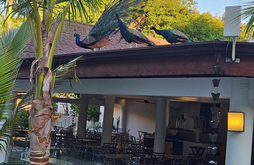 Cofresi Complejo | Lifestyle Tropical Beach Resort & Spa Jr. Suite in wonderful Puerto Plata